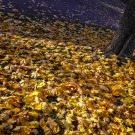 Autumn in the City | SAM_2511