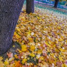 Autumn in the City | SAM_2541