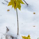 Esimene lumi Harku metsas, 2012 / MG_6291