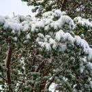 Esimene lumi Harku metsas, 2012 / MG_6334