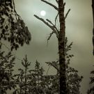 Esimene lumi Harku metsas, 2012 / MG_6343