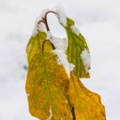 Esimene lumi Harku metsas, 2012 / MG_6352