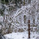 Esimene lumi Harku metsas, 2012 / MG_6372