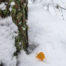 Esimene lumi Harku metsas, 2012 / MG_6374