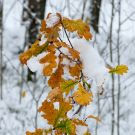 Esimene lumi Harku metsas, 2012 / MG_6414