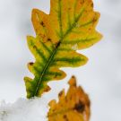 Esimene lumi Harku metsas, 2012 / MG_6428