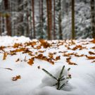 Esimene lumi Harku metsas, 2012 / MG_6516