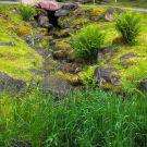 Kadrioru Jaapani aed | SAM_6836