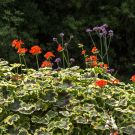 Tallinna lillefestival | "Kired aias","Terrassiaed" | 30.07.2016 | IMG_2266